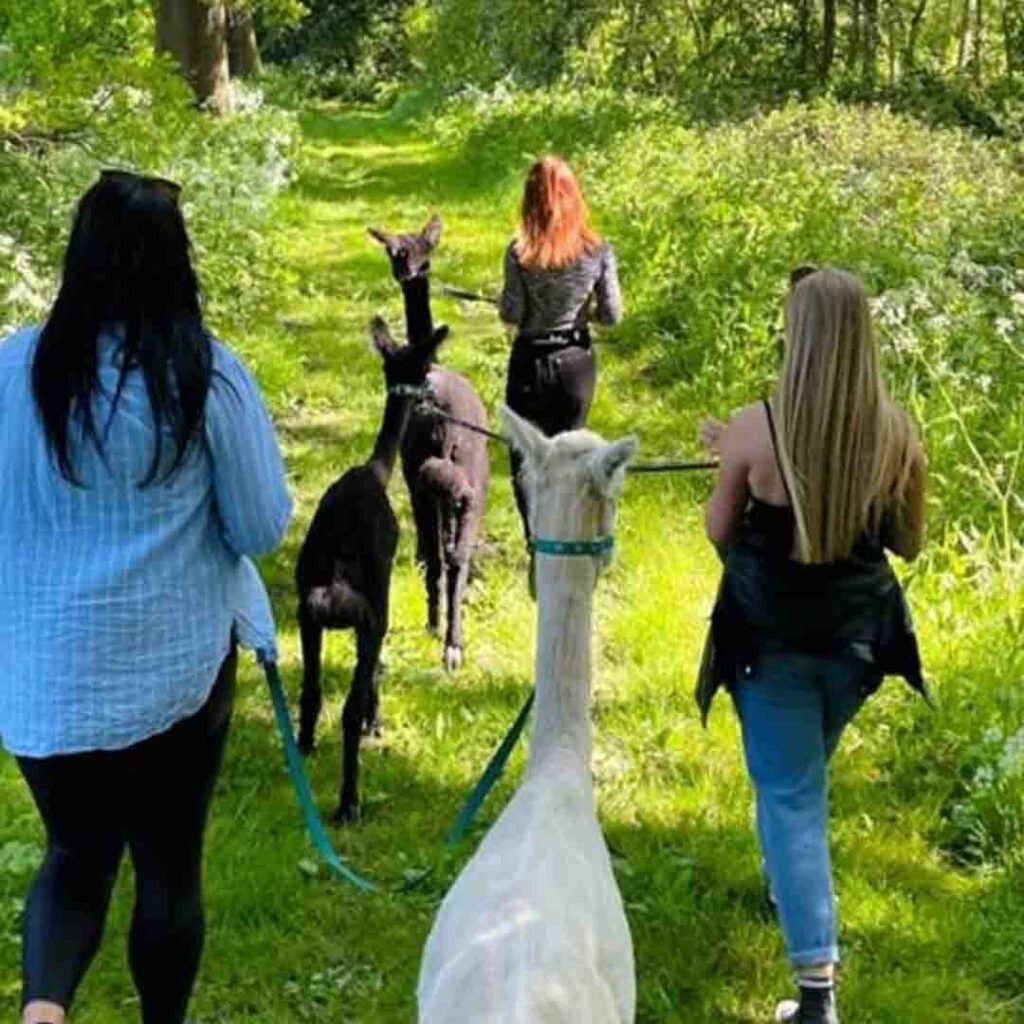 Alpaca Walking Welton East Yorkshire