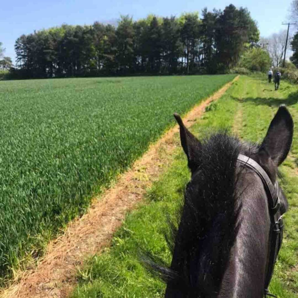 Horse riding Welton on the wolds