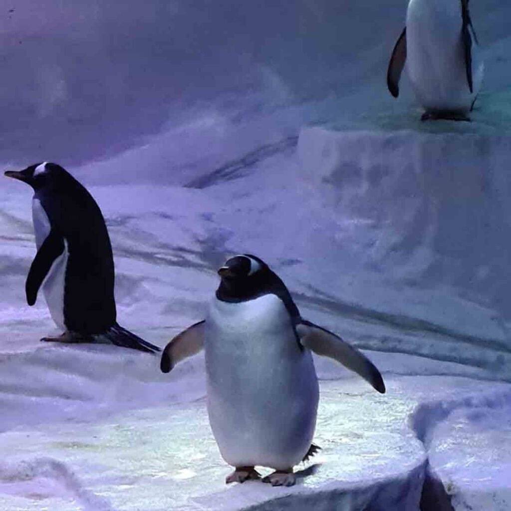 Penguines at the Deep Holiday destination