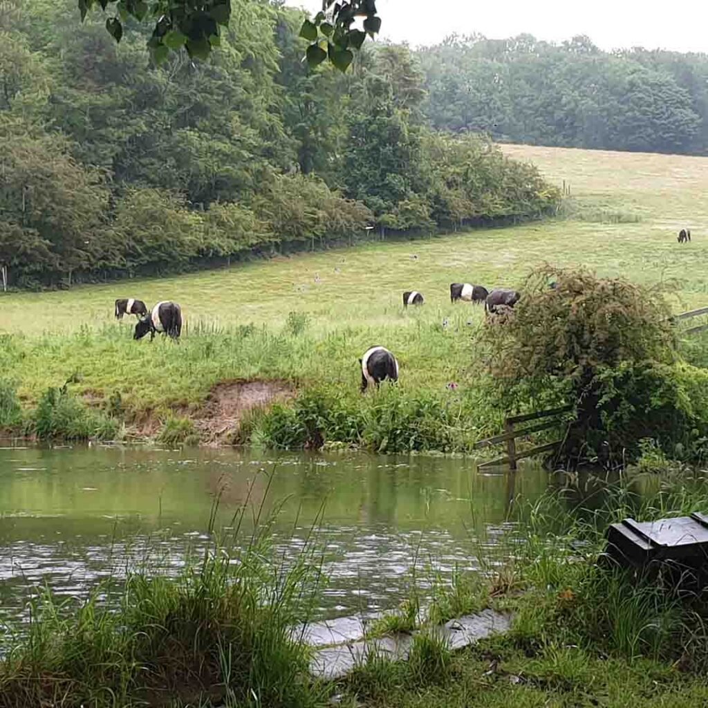 Welton Ponds near Holly Cottage