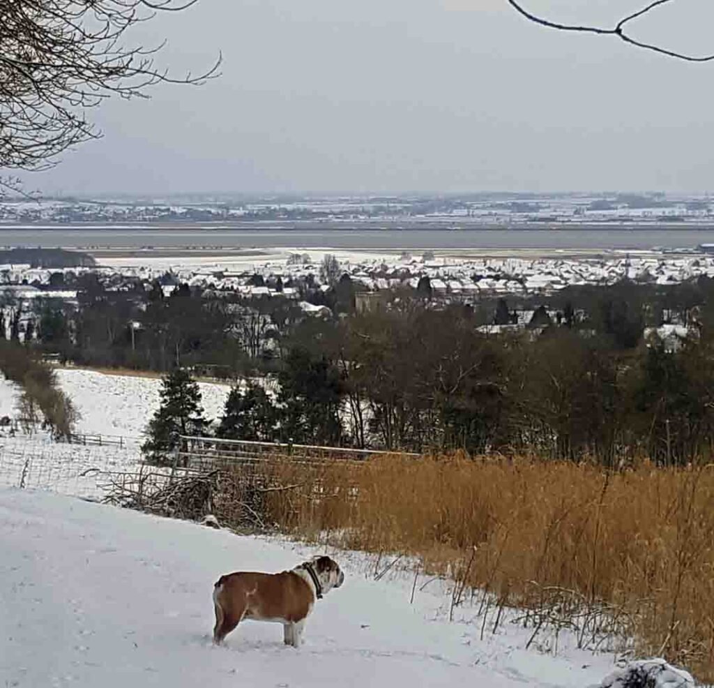 Welton dales dog walk