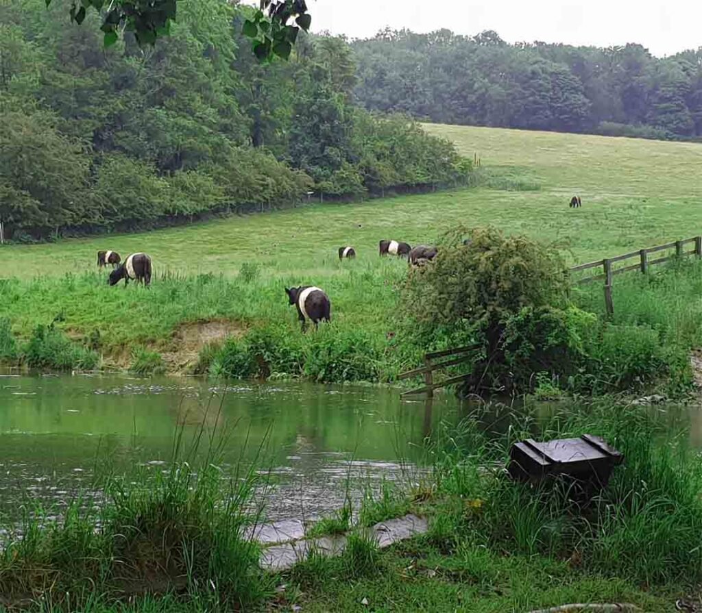 Welton dale ponds